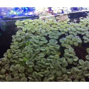 워터 스팽글(살비니아 미니마) - 수족관과 수생 연못을 위한 식물 4온스 라이브