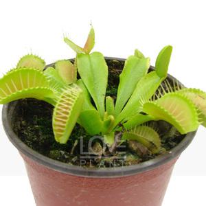 파리지옥(식충식물)-관상용/교재용/벌레잡이/관엽식물