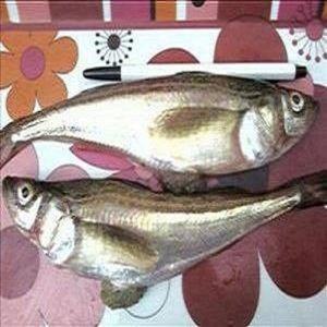 (영업집용) 급냉 A급  알도루묵 10마리 급냉동