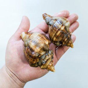 [오늘의바다] 삐뚤이소라 1kg