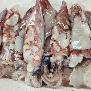 제주 한치 1kg 생물 빙장포장