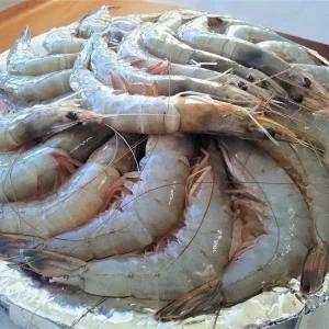 [엠픽] 100% 자연산 대하 특대사이즈 500g내외(10미)*2팩