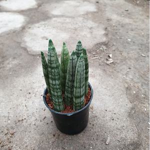 귀요미 통통스투키(지름5센치