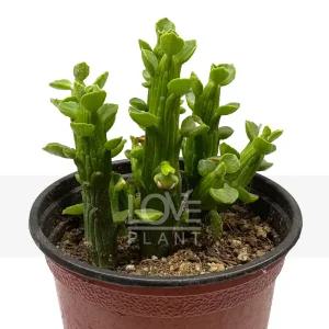 연죽(펜슬트리) 다육 공기정화식물 식물키우기 소품 인테리어 