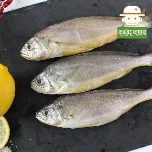 [삼촌밥먹자]청청제주에서 직배송한 제주 참조기 (대) 15마리(3팩)