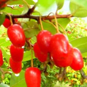 보리수나무묘  왕 보리수묘목