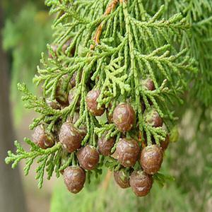 순희농장 편백 편백나무 H1.5 히로끼 울타리 피톤치드 공기정화식물