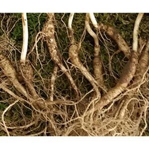 [JHQSN7YH_52EE]자연에서 자란 야생 산양삼 10 3뿌리