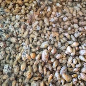 제철 해산물 생물 오만둥이 1kg