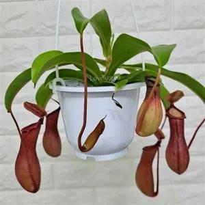 식충식물 플랜테리어 벌레잡이 행잉 네펜데스 식물 화분 공중 테라스 가드닝 걸이용 초보 습지 걸이 관엽