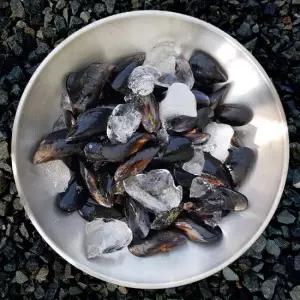 당일조업 통영 홍합 5kg