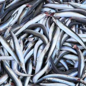 부드러워 뼈째먹는 국내산 제철 햇 양미리 도루묵 까나리 알배기 생물 반건조