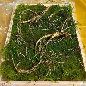 20년근 횡성 산양삼 선물세트 2뿌리 +보자기 선물용 강원도산양삼 강원도 산양 산삼