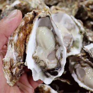 [인정식탁][춘백이어부장터] 정성으로 기른 오동통 입망 석화 10kg