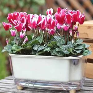 식물 자동 급수 화분 원예 화초 물주기 용기