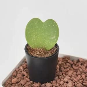 마이플랜트 컵핏 화분 플라스틱 미니 다육 원형 화분 인테리어 가드닝 소품