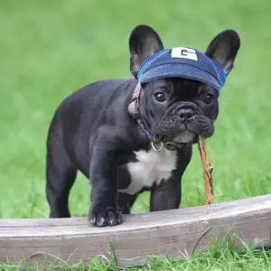 반려동물 산책 캡 모자 패션 아이템