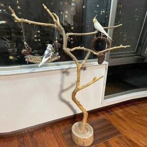 샤크팡 앵무새 횟대 1 조류 0 받 프레임 7M껍질벗긴새스탠드 80CM 나뭇가지