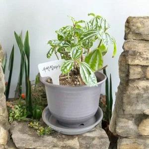 식물 이름표 화분용 라벨 스티커 색상 랜덤