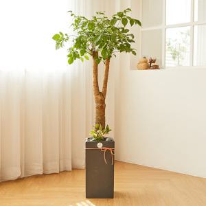 해피트리 시멘트형 관엽식물 화분배달 개업식화분