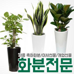 [젠틀맨플라워]관엽식물/개업식선물/개업화분배달//이사/집들이/식당개업/축하화분/금전수/인테리어