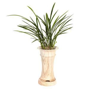 [젠틀맨플라워]철골소심[OW-4019] [난/동양난/개업화분/감사선물/개업식/축하/화분선물]