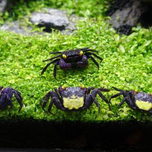 뱀파이어 크랩 1마리 랜덤발송 (2.5cm)