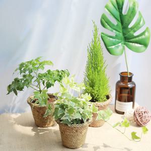 공기정화 식물+해초바구니 세트 / 율마 산세베리아 고무나무 금전수 스킨답서스 아이비