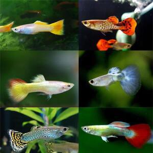 옐로우 플래티늄/블루다이아/골든선셋/레드코브라/골든레드/그린코브라 섞어서 10마리 셋트