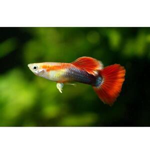 레드 턱시도구피 7마리