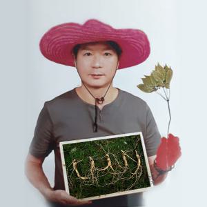 삼세상 횡성 2대째심마니 1등급장뇌삼 1등급산양삼 8년근 10뿌리 세트 강원도농장에서 직접채심판매