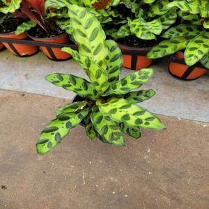 음지식물 칼라데아 인시그니스 소품 10~25cm 39