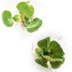 수생식물기획/물옥잠/물배추