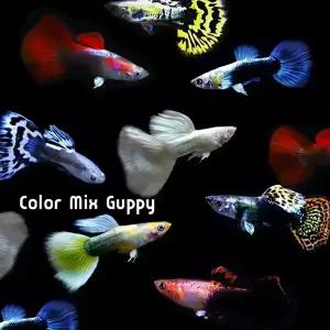 [힘찬열대어]키우기쉽고 번식잘하는 구피,열대어 파격세트 새끼 쑥쑥 잘 낳는 종류!