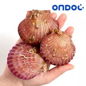 [롯데백화점]온도씨 [온도씨]통영 제철 홍가리비 1kg (20미내외)