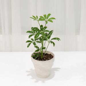 갑조네 홍콩야자(미니) 공기정화식물 관엽 식물