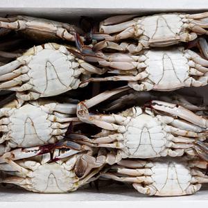 한그슥 연평도 냉동 숫꽃게 3kg 가을 제철 꽃게