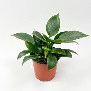 글라스가든 콩고나무 소품 필로덴드론 실내공기정화 수경재배 관엽식물