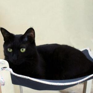 [OFM69R7T]네이비강아지해먹 강이지 둥둥 해먹