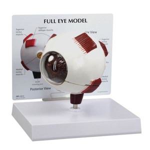 GPI  G2751 - 안구모형