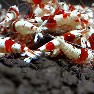 3리터 생이 새우소일 새우바닥재 crs 비쉬림프 가재키우기