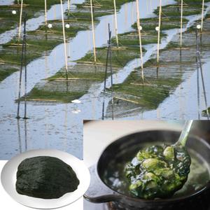 국산 완도 냉동 햇 매생이 메생이 