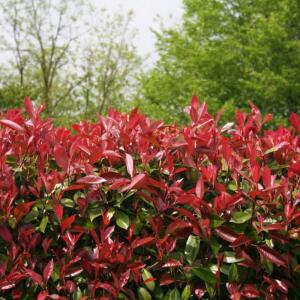 홍가시나무 묘목 레드로빈 25cm 전후 조경수