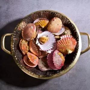 [산지직송] 겨울제철 경남 고성 홍가리비 2kg