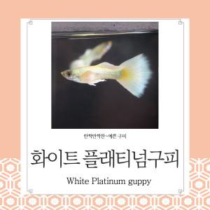 화이트 플래티넘 구피 10마리  관상용 열대어 어항 수족관 생먹이자루