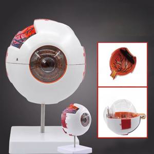 [가루비몰]눈모형 인체 해부모형 해부학 안구모형