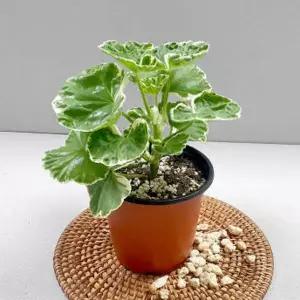 마이플랜트 화이트링 제라늄 소형 꽃모종 페라고늄 벌레퇴치