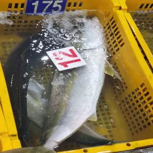 자연산방어를 가정에서 즐기세요. 방어머리 소금구이 대방어(7~10kg) 중방어(5~6kg)