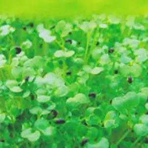 [셀러허브 패션][JHQSY153_51CX]새싹 청경채 야채 채소 종자 씨앗 30g