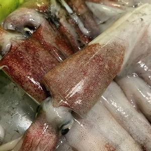 한치 냉동한치 국내산 900g 국산 오징어 한치회